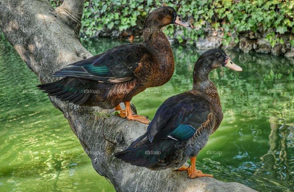 Ducks on a branch