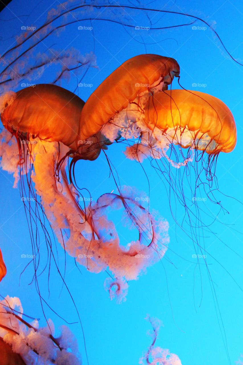 Brightly colored Jellyfish