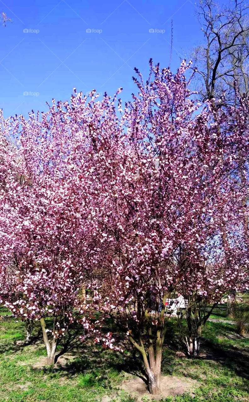 Blooming cherry blossoms in the park