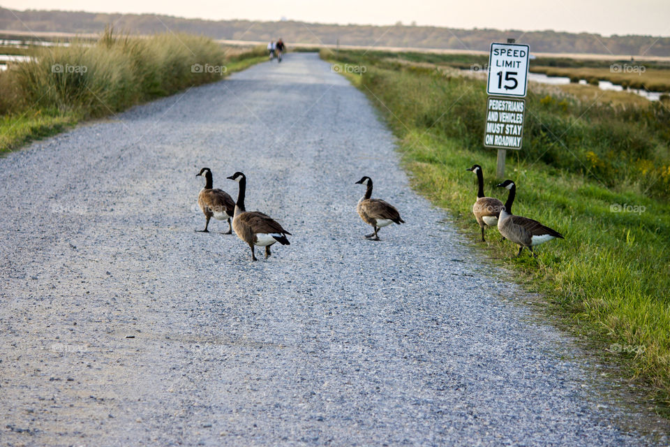 A walk with the family
