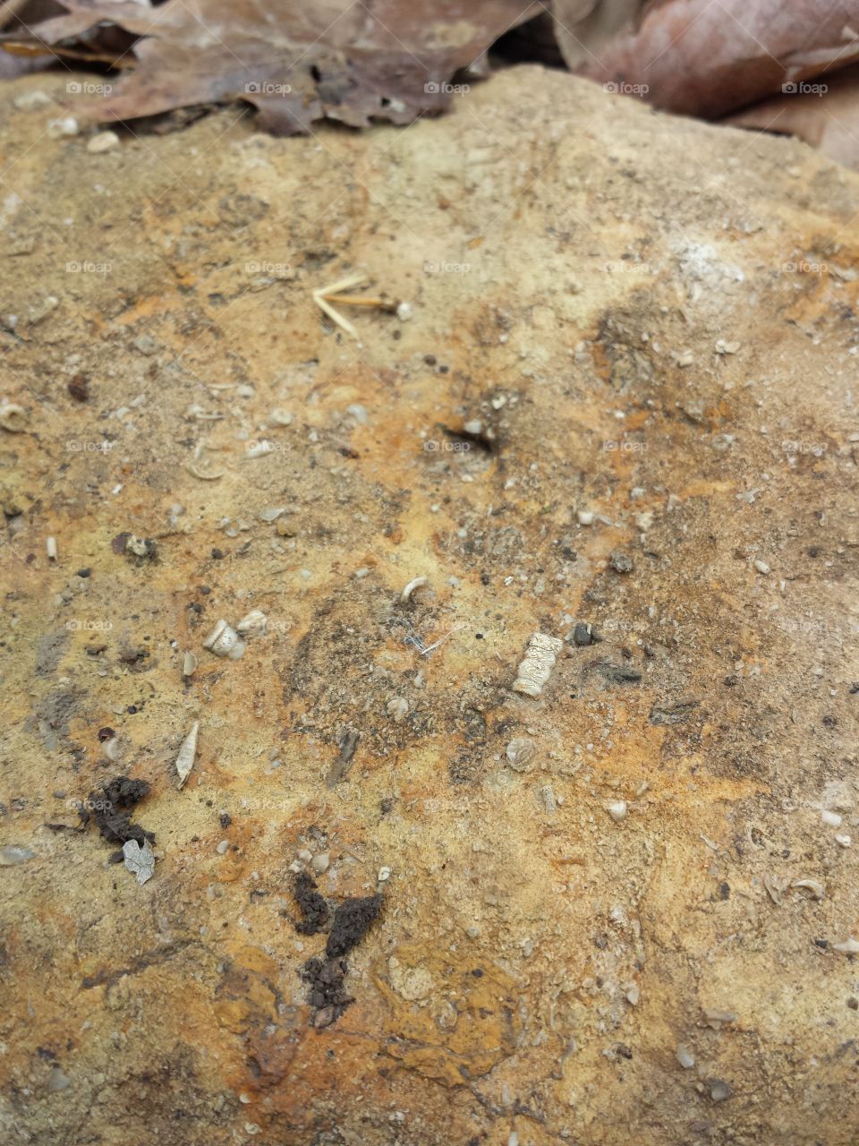 crinoids in limestone