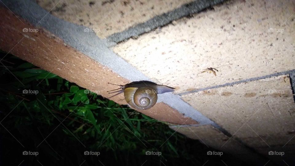 snail