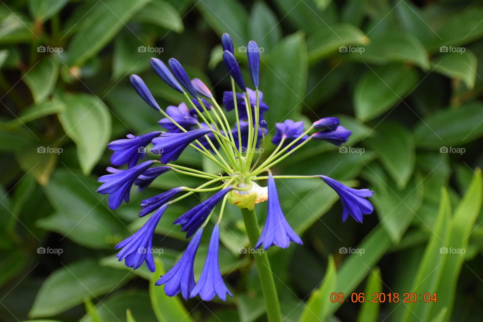 Agapanthus