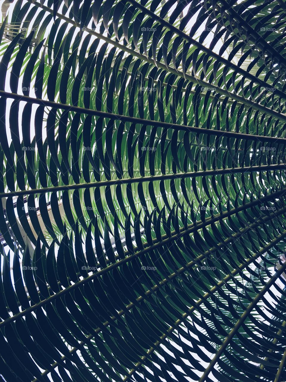 Palm fronds in shadow