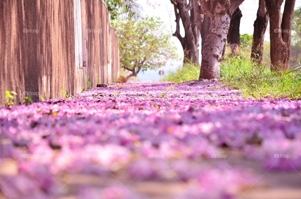 flowers