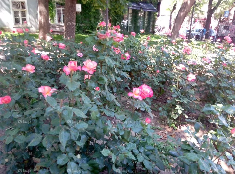 Розы