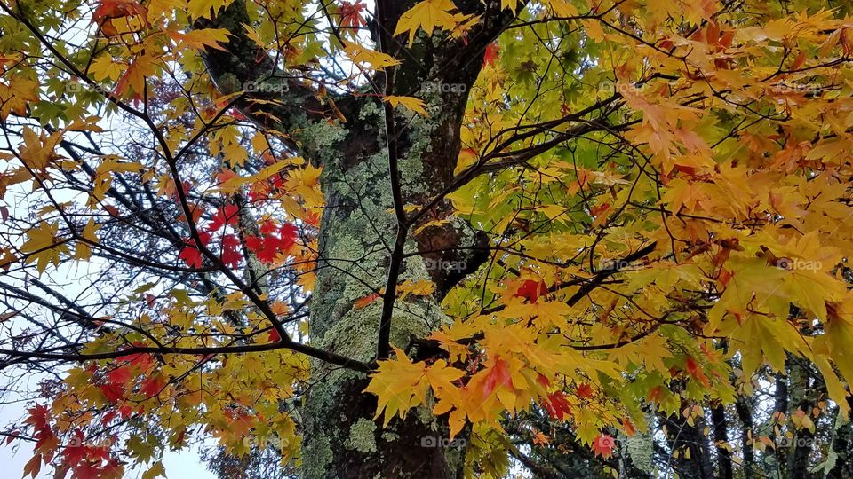 Colorful fall trees