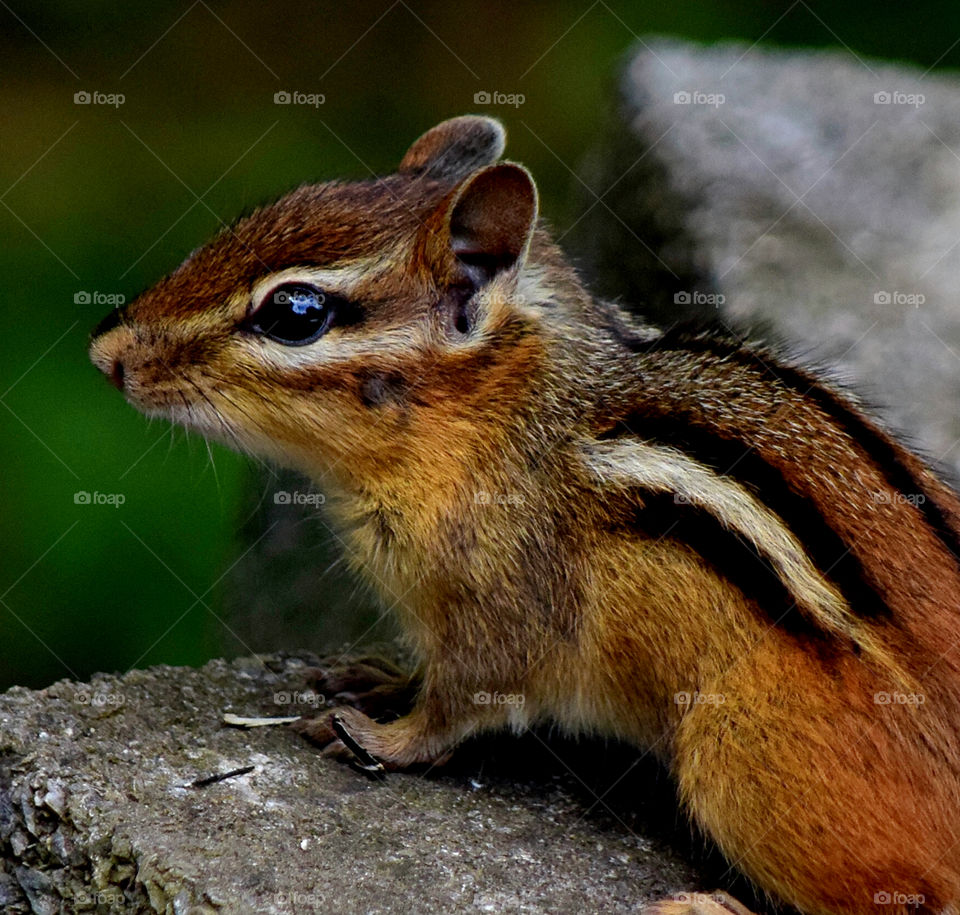 Chipmunks