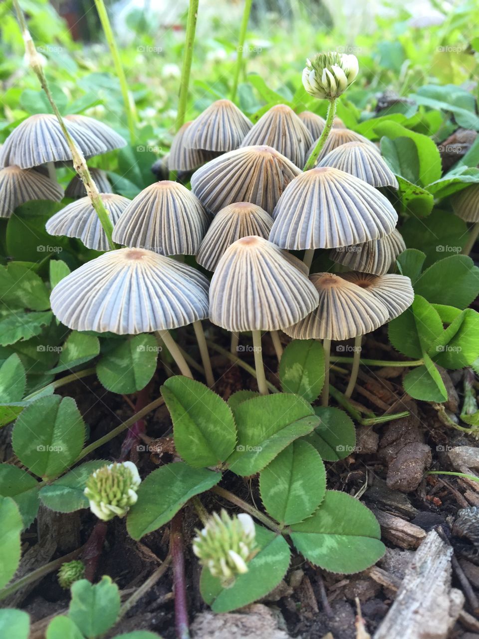 Mushroom Parasol 