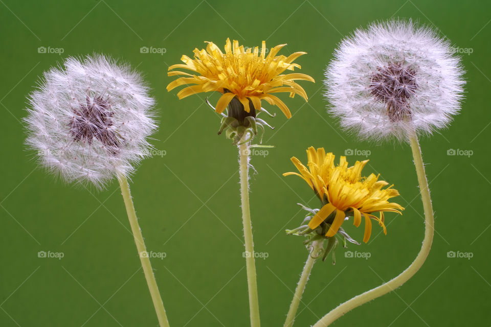 Ordinary and wonderful dandelion