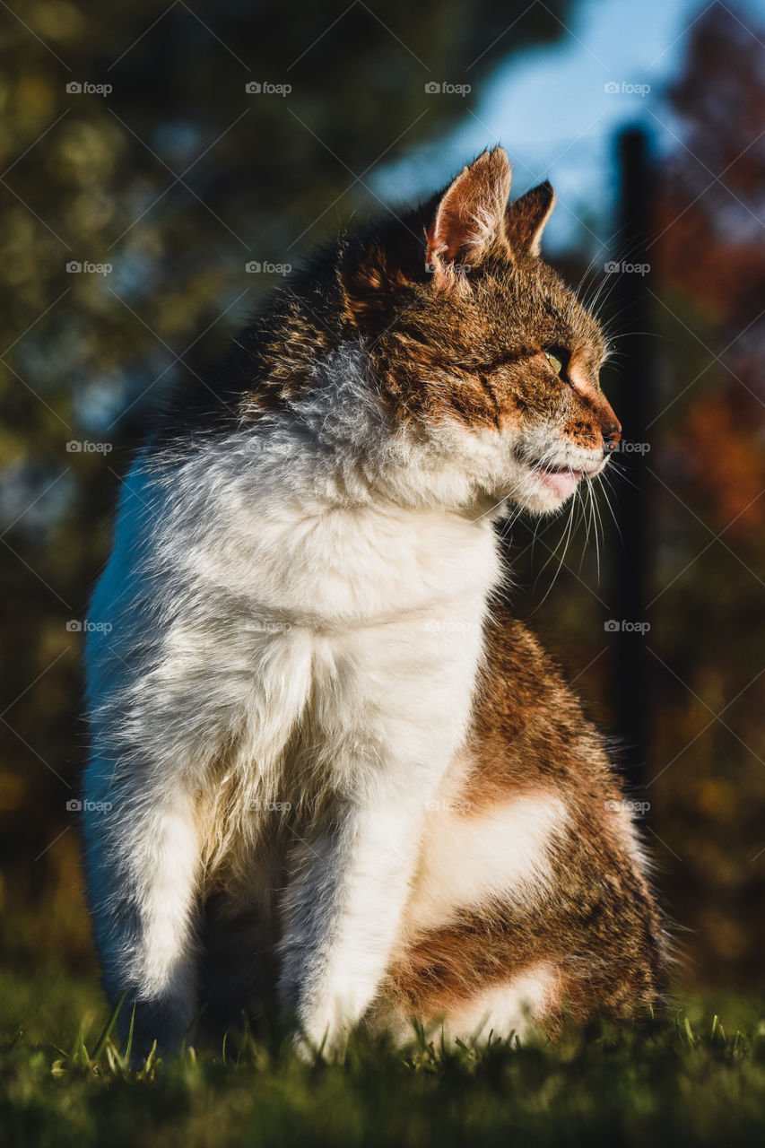 A cat looking at the sunset