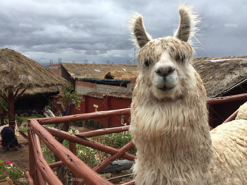 Alpaca in Chinchero, Peru