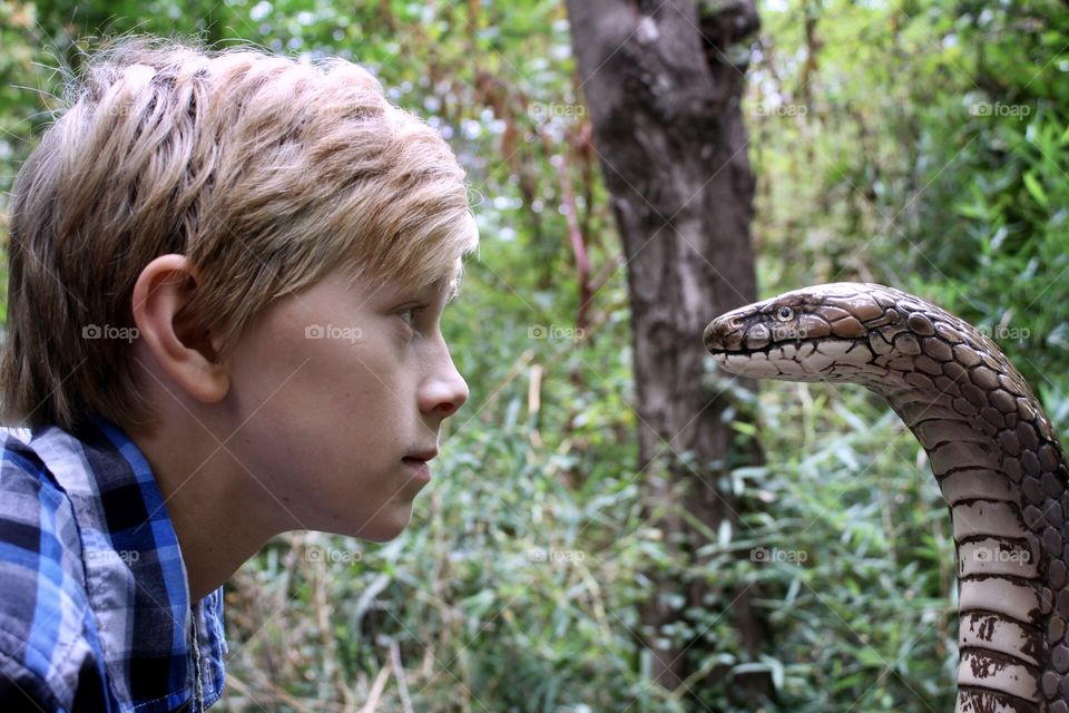 Staring down a cobra