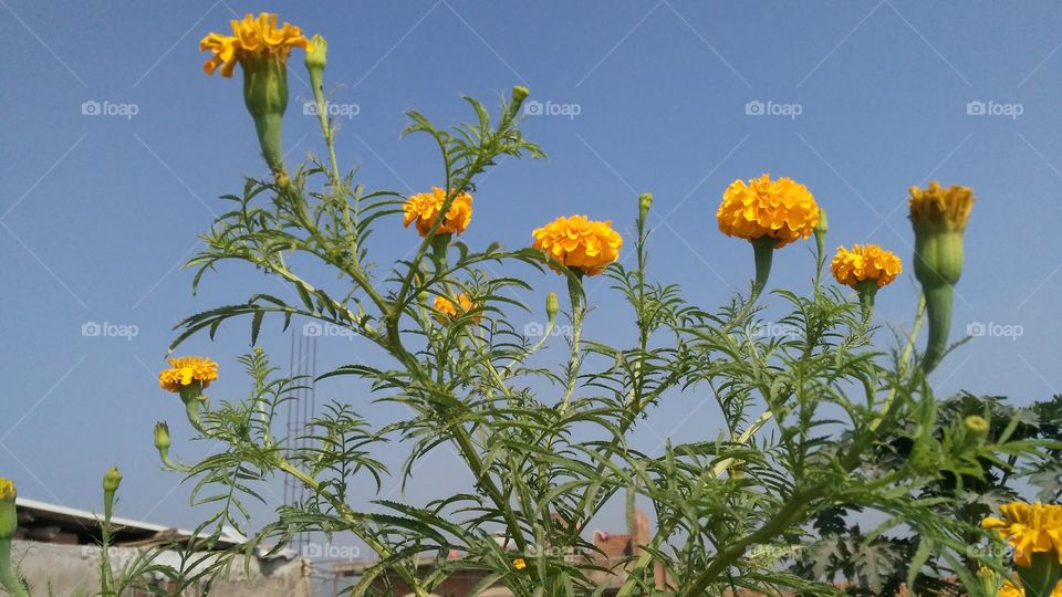 a beautiful merigold flowers in the garden.