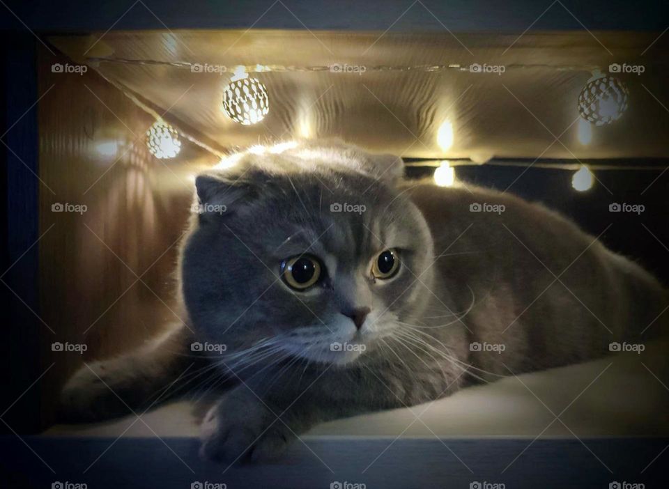 gray cat on a shelf and Christmas lights