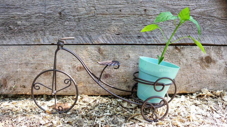 One lonely bicycle holding a pot with a pepper plant.