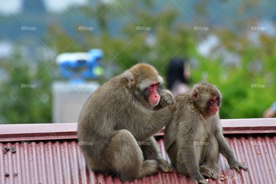 Grooming macaques