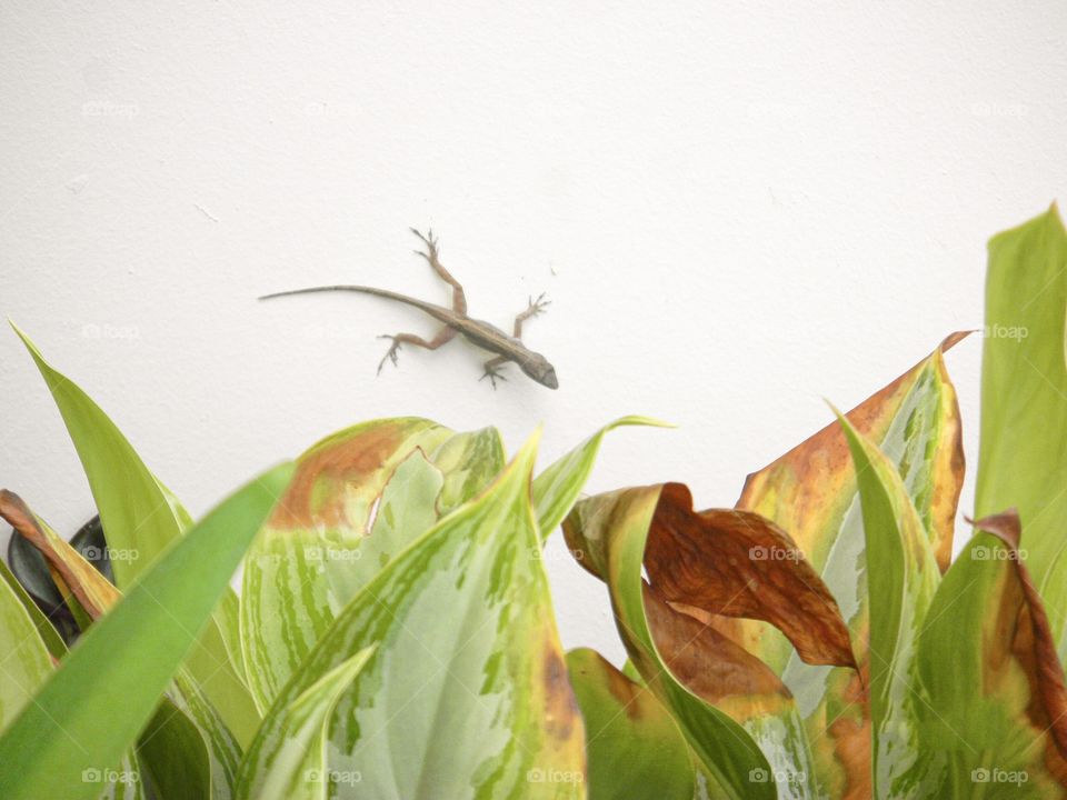 Lizard on a wall 