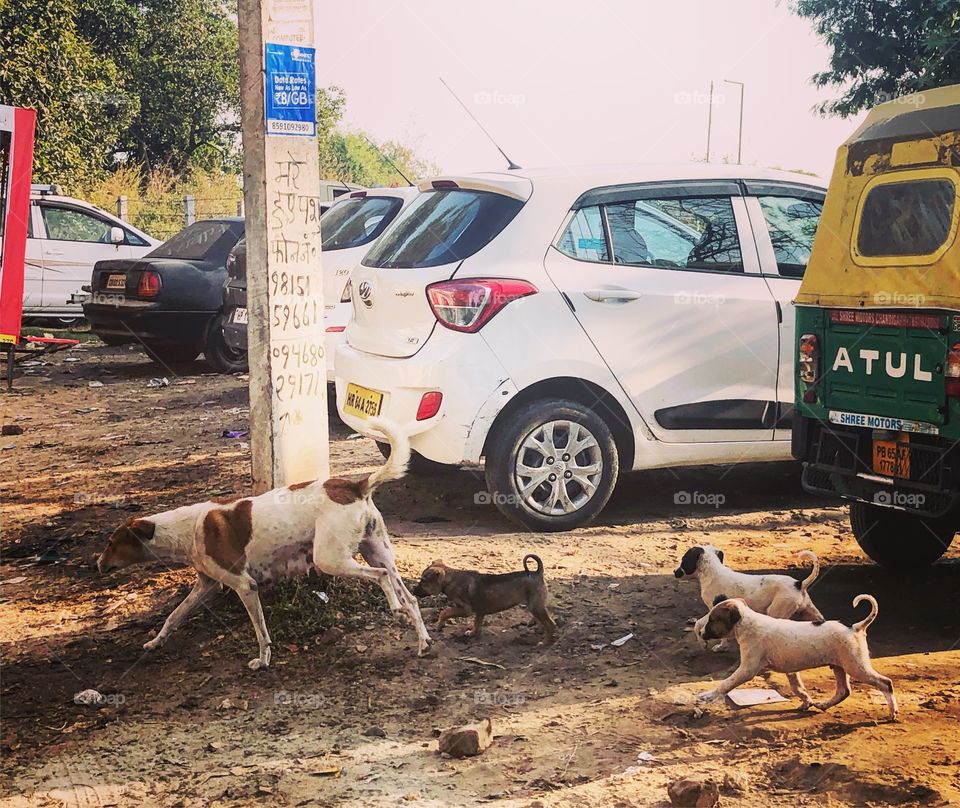 The local dogs in Chandigarh 