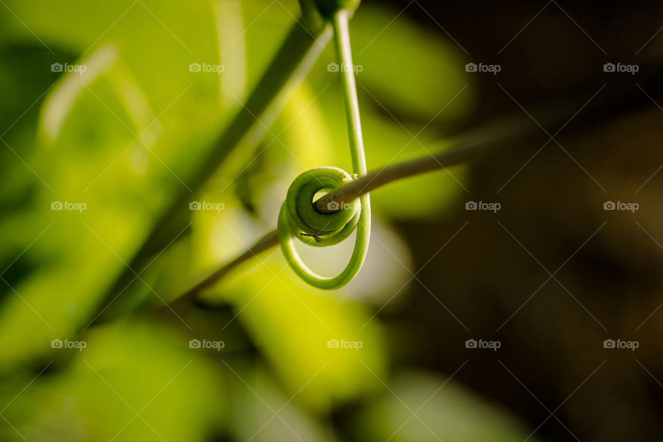vine plant swirl around another stem