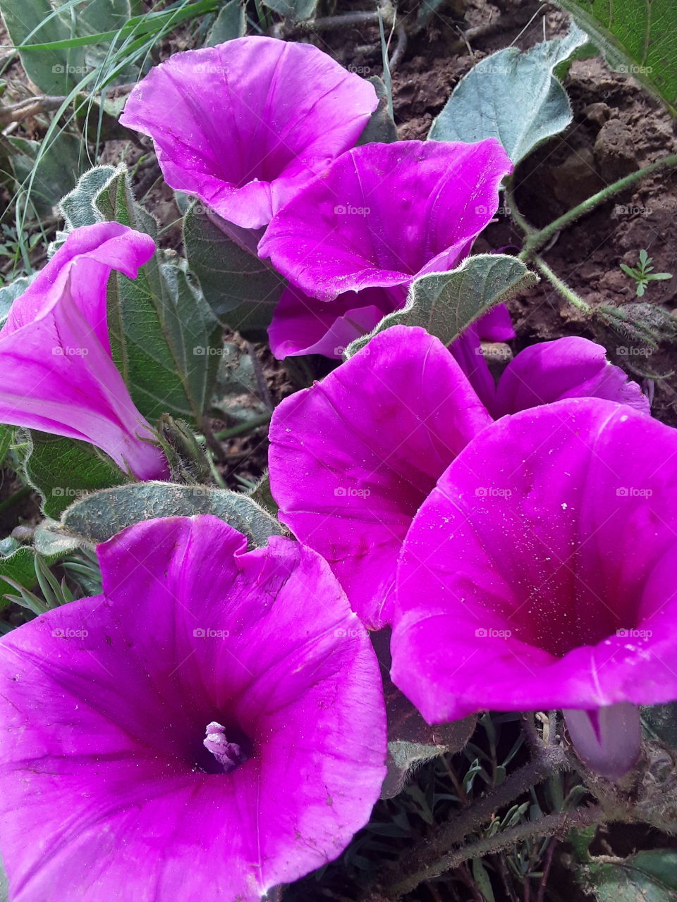 A purple colour plant at summertime.