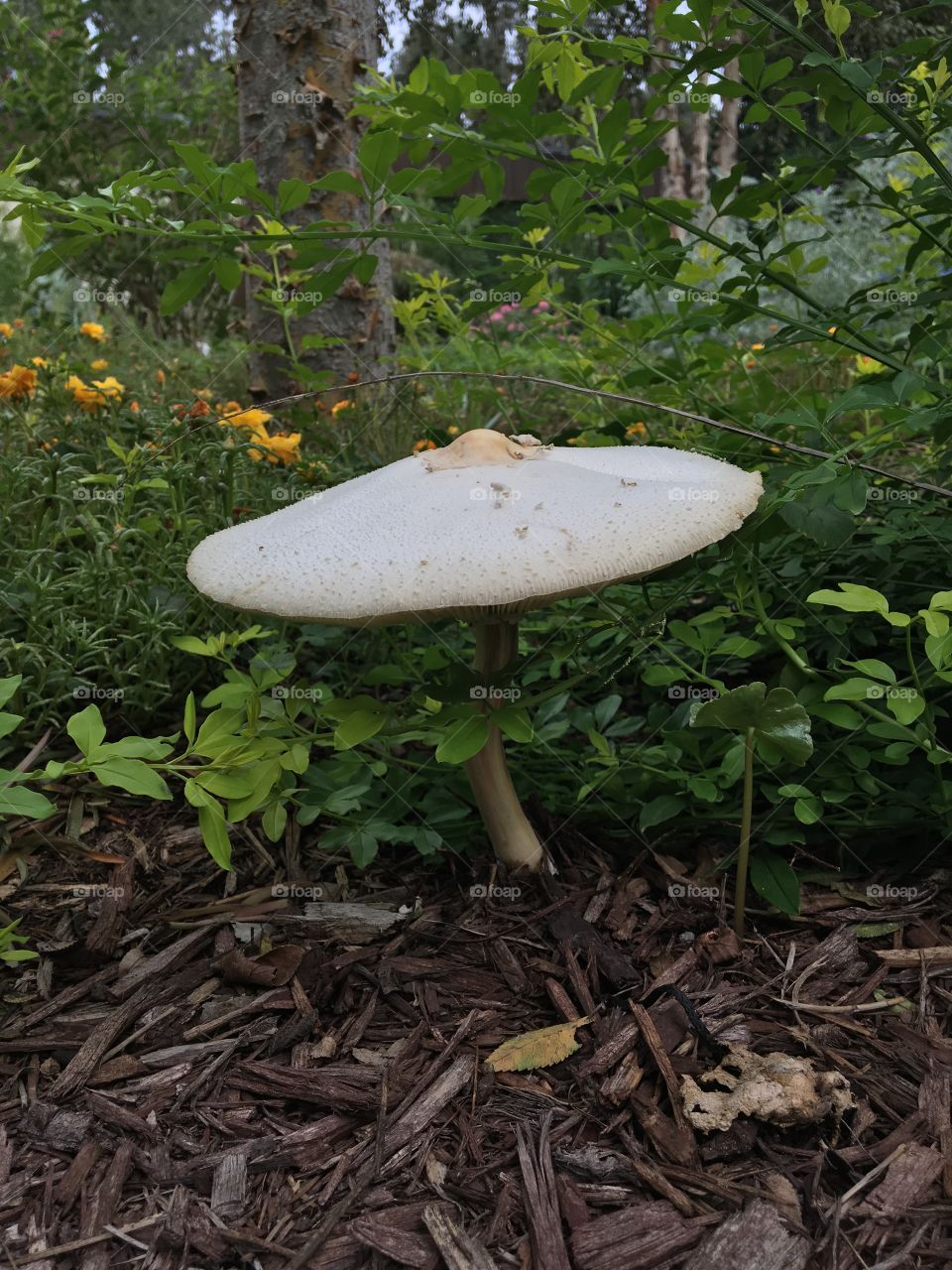 Mushroom 
