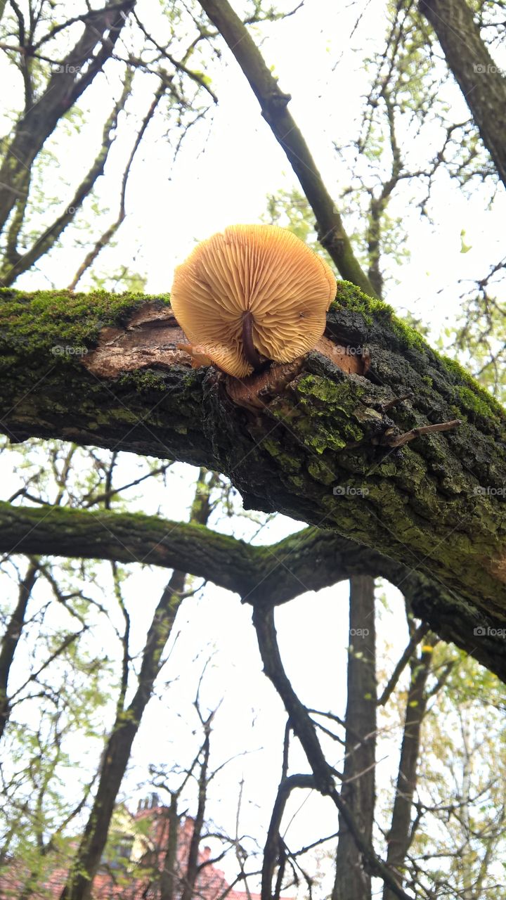 fungus