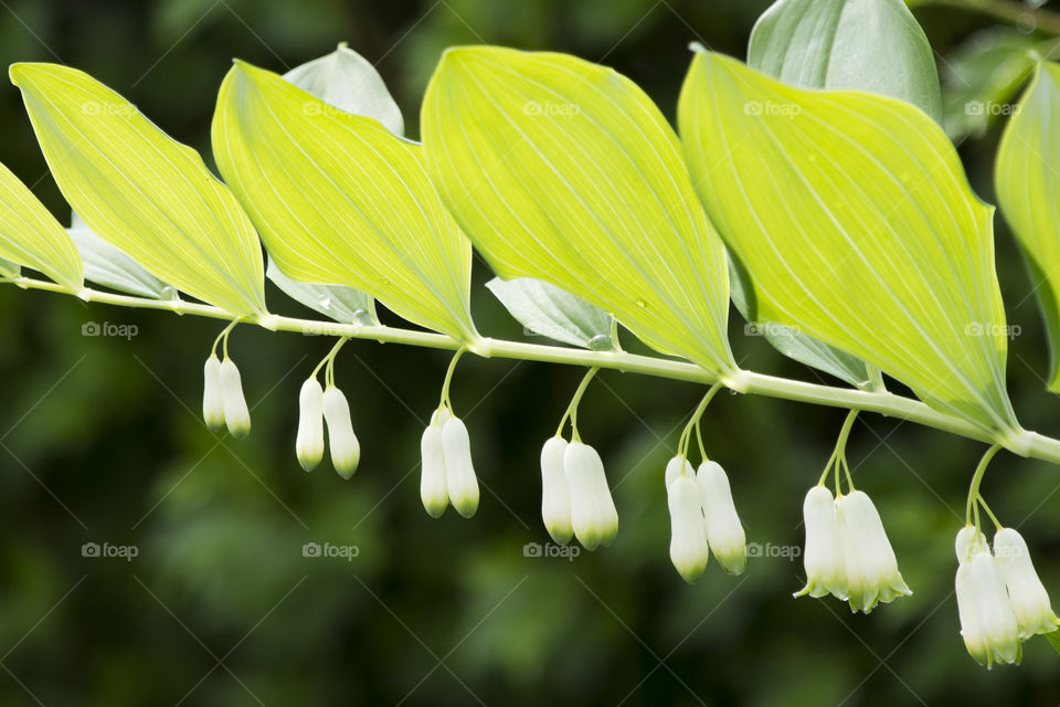 Symmetry , Solomon's seal white symmetric flowers 