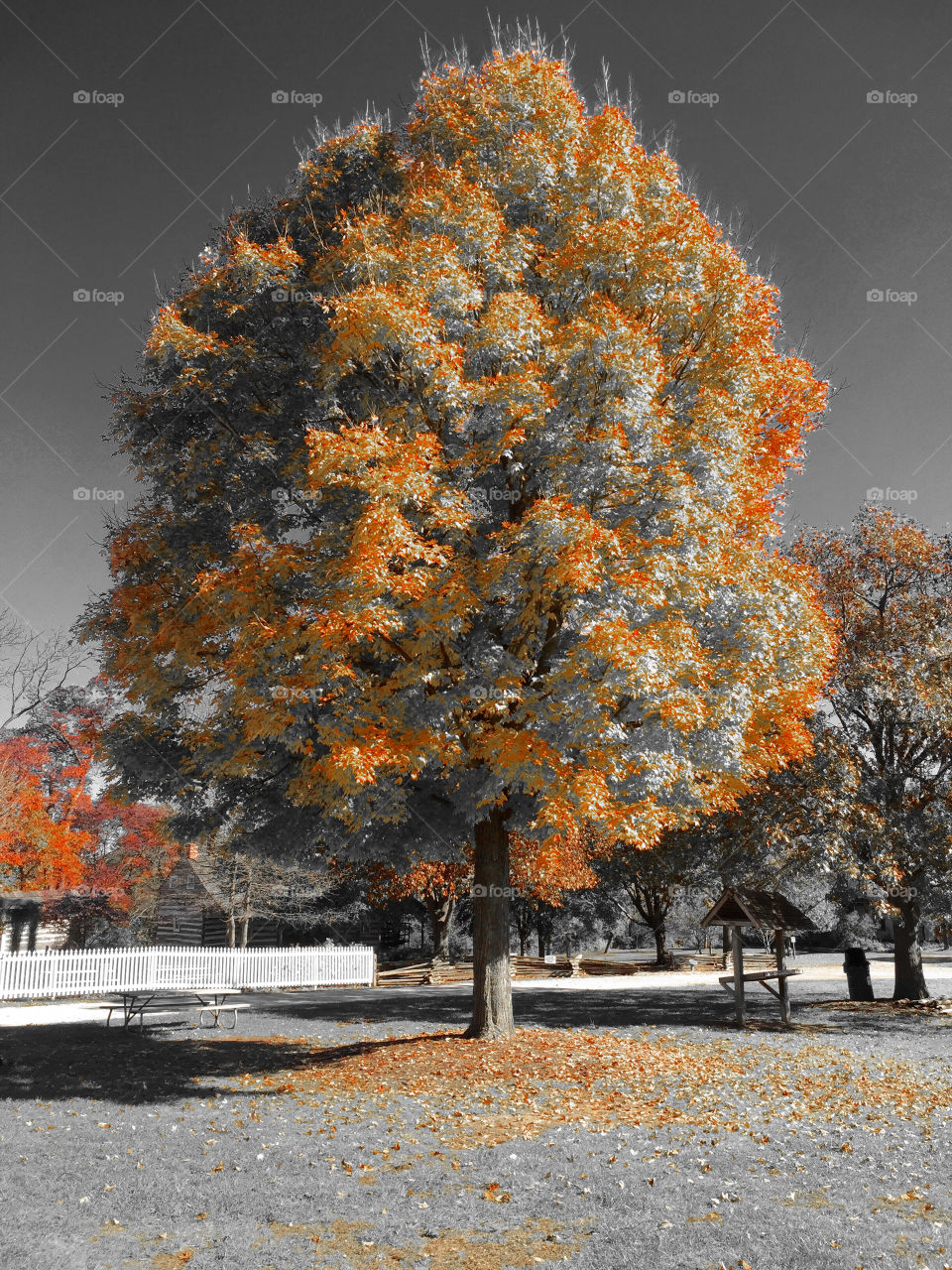 Signs of fall on the tree 