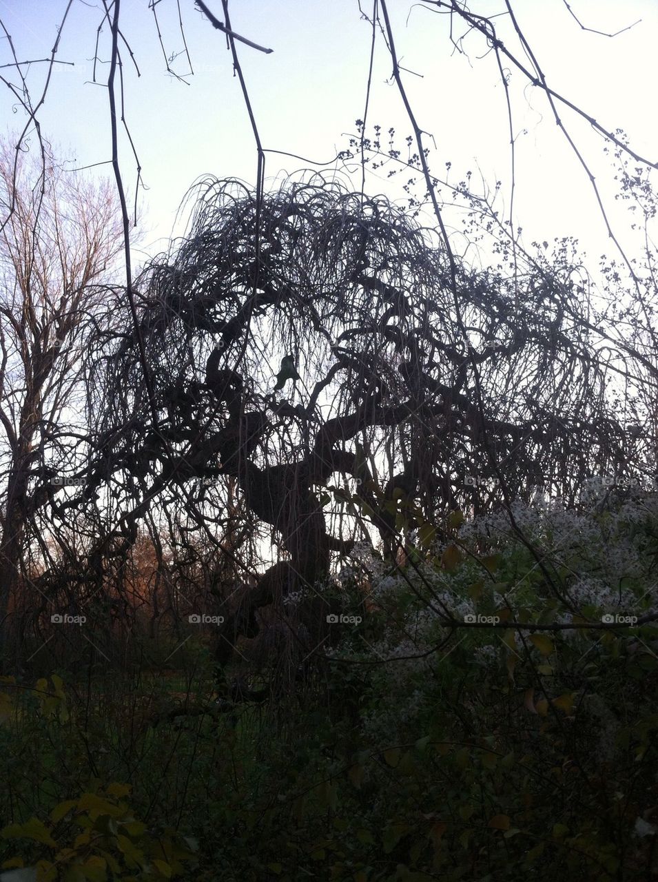 Weeping Tree