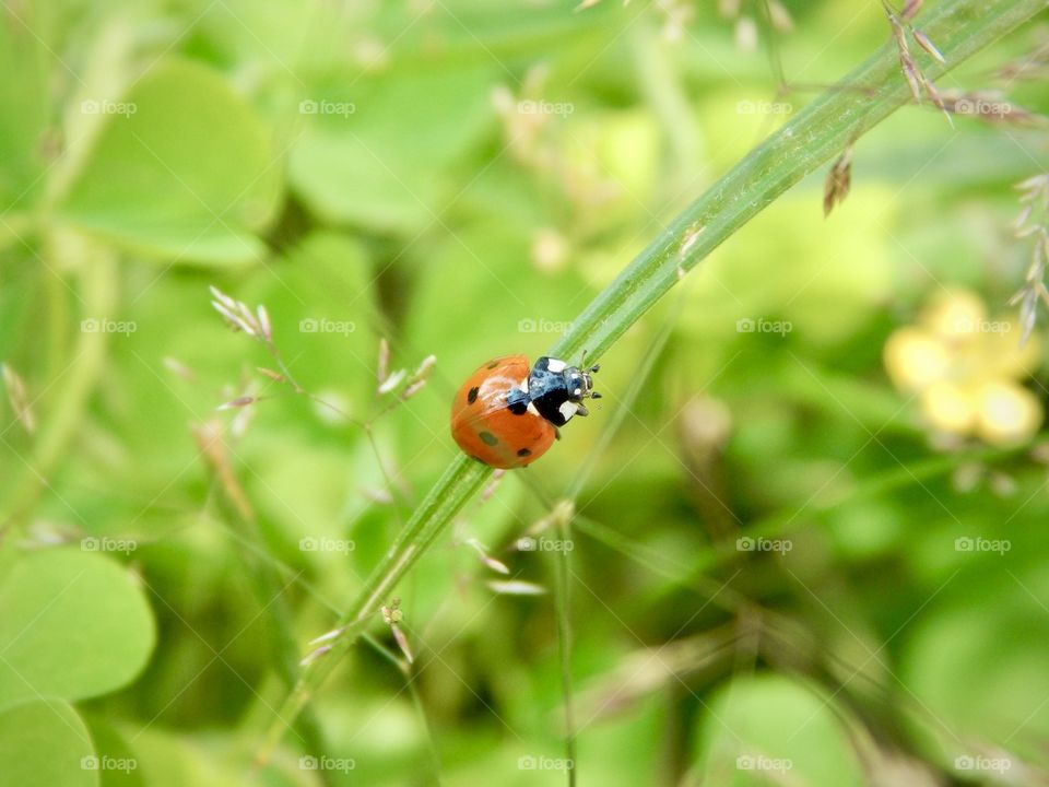 Macro ladybug in the green grass 