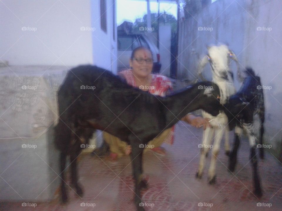 Lovely goats with their mistress
