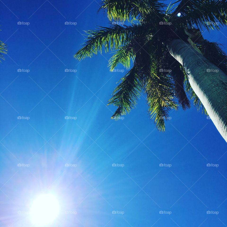 Palm tree blue sky sunshine 