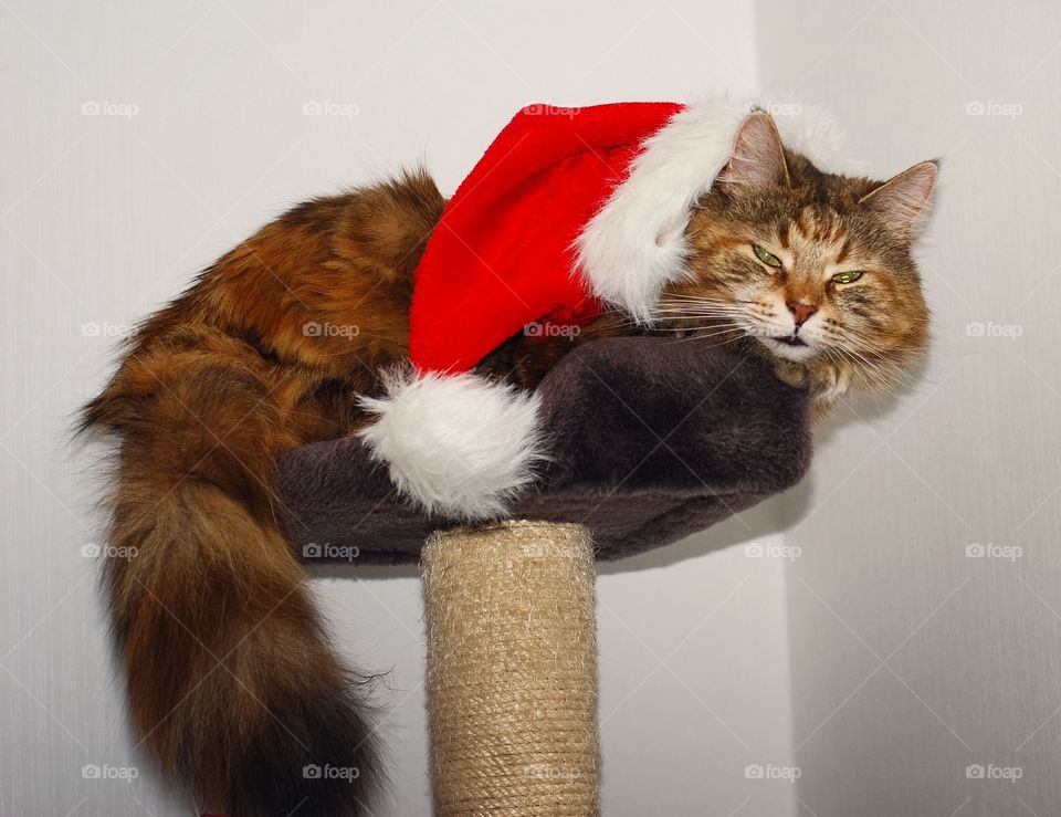 Christmas cat