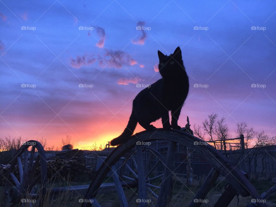 Black Cat Sunset. Black standing on wagon wheel with beautiful sunset in the background 