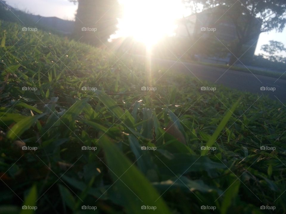 Grass,sunrise,tree