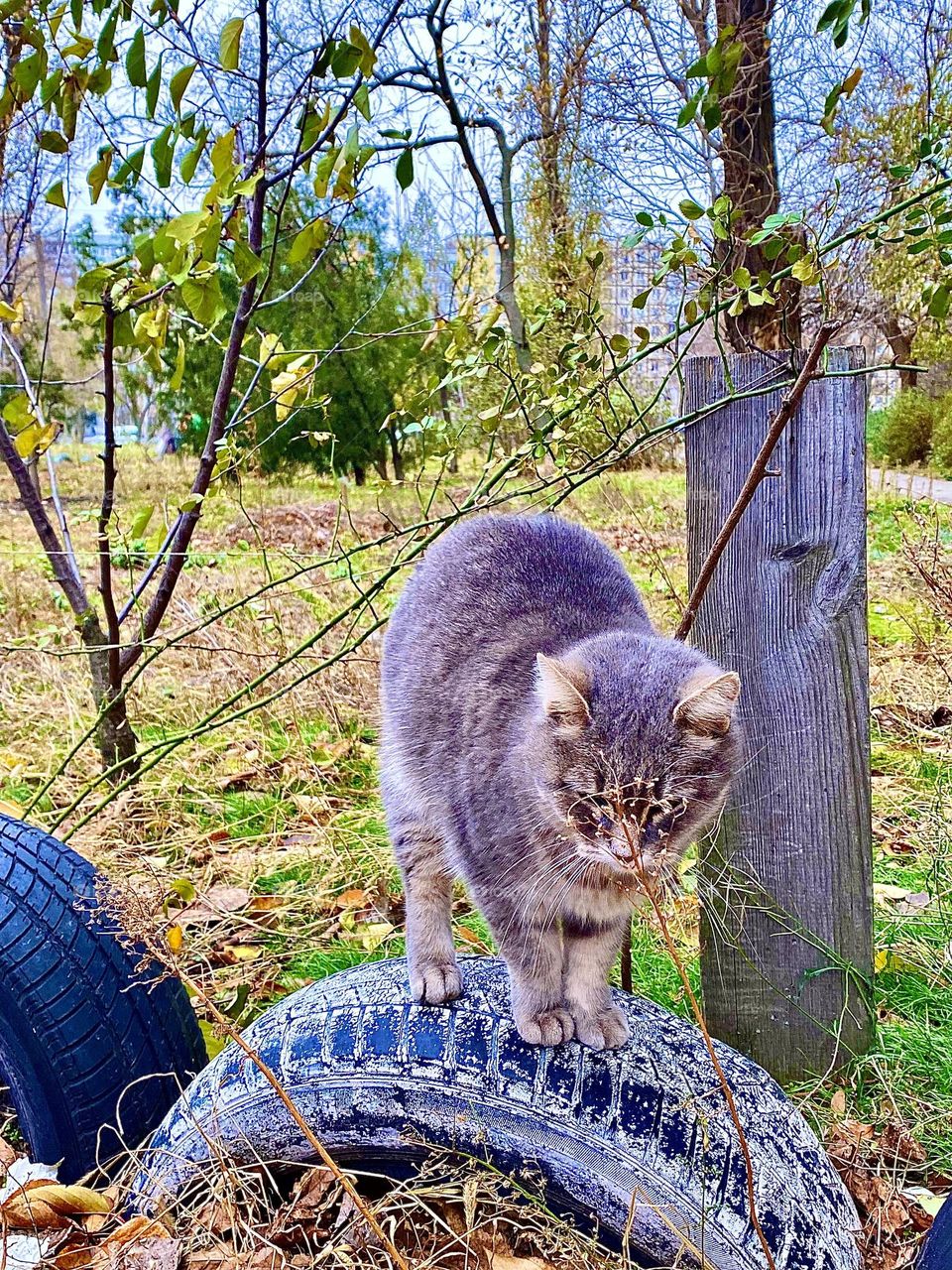 Cat
Beautiful
