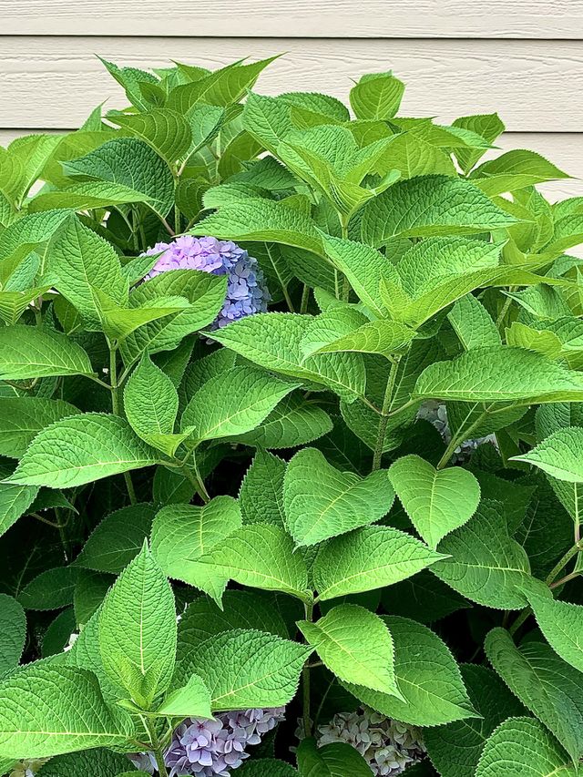 Hiding beauty 