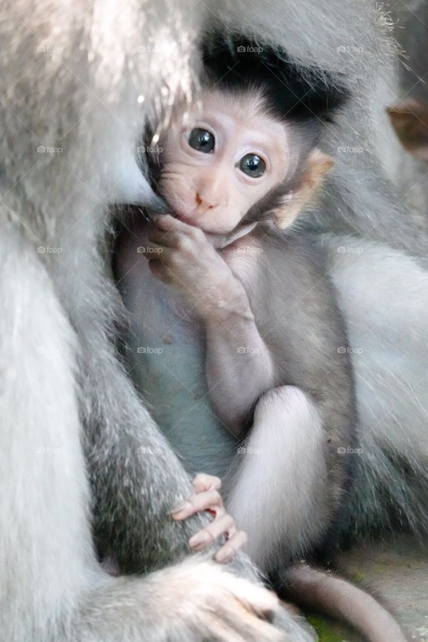 Baby Grey Macaque 