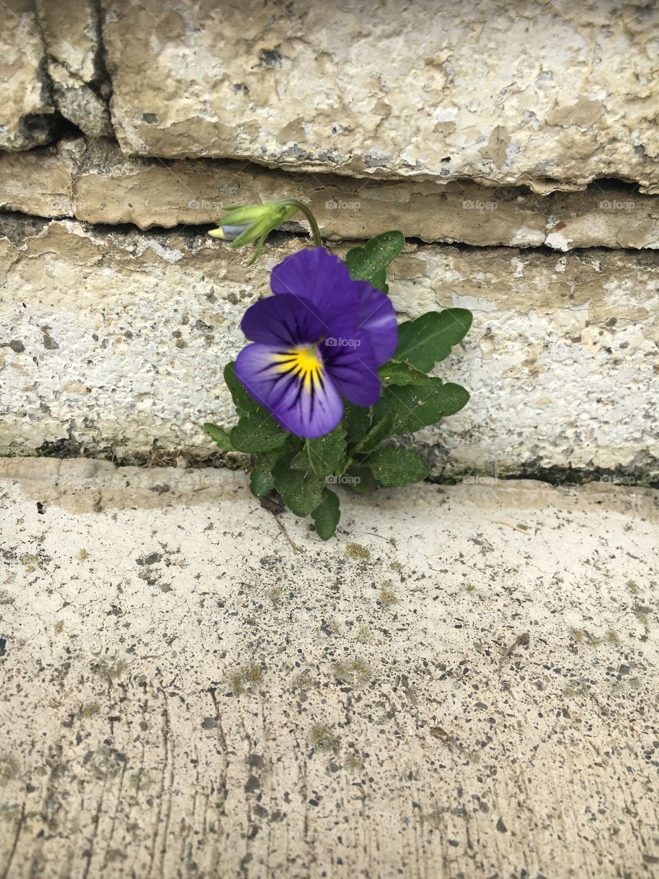 Flower plant in cement creases 