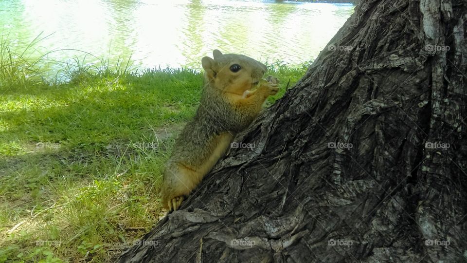 Squirrel