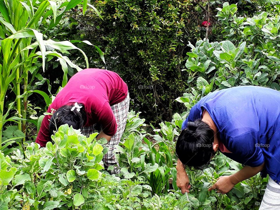 Women working in their kitchen garden, in Ukhrul, Manipur, India