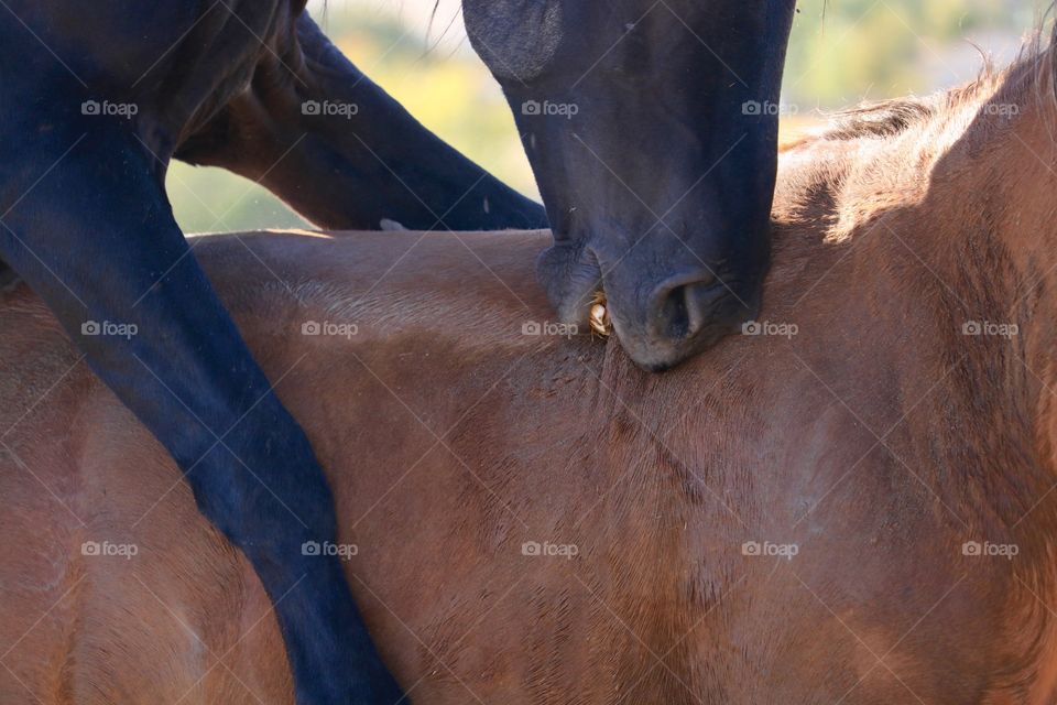 Wild black black mustang stallion mounted on chestnut wild mustang mare 