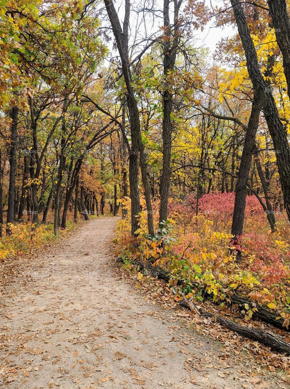 beautiful autumn path