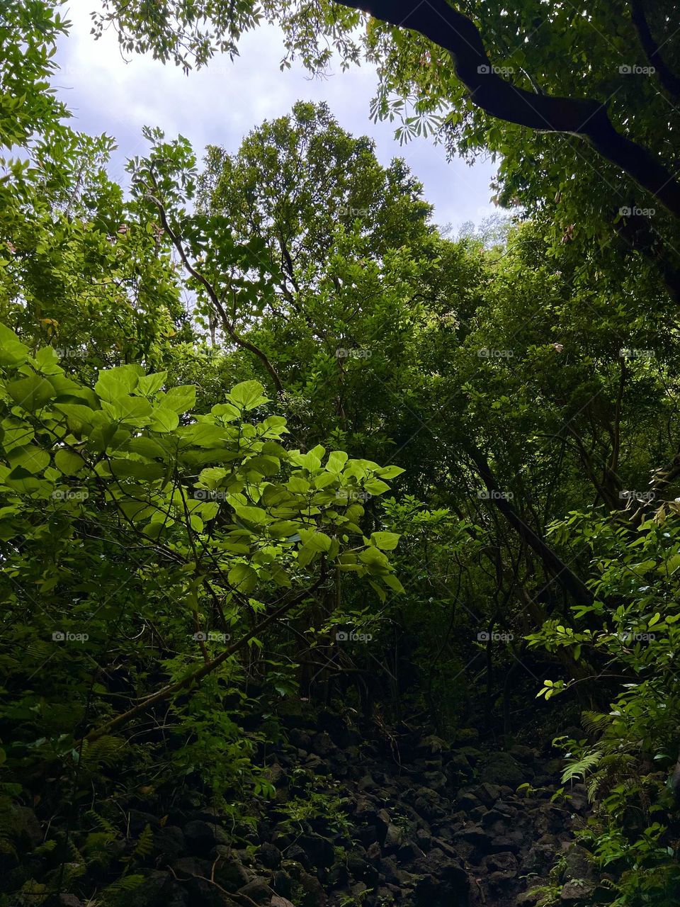Hiking up the Lulumahu Trail in Honolulu Hawaii