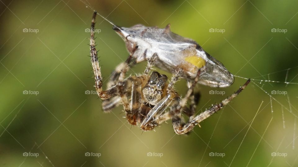 Spider and its prey.