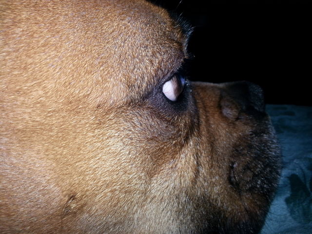 up close. laying on moms lap watching tv