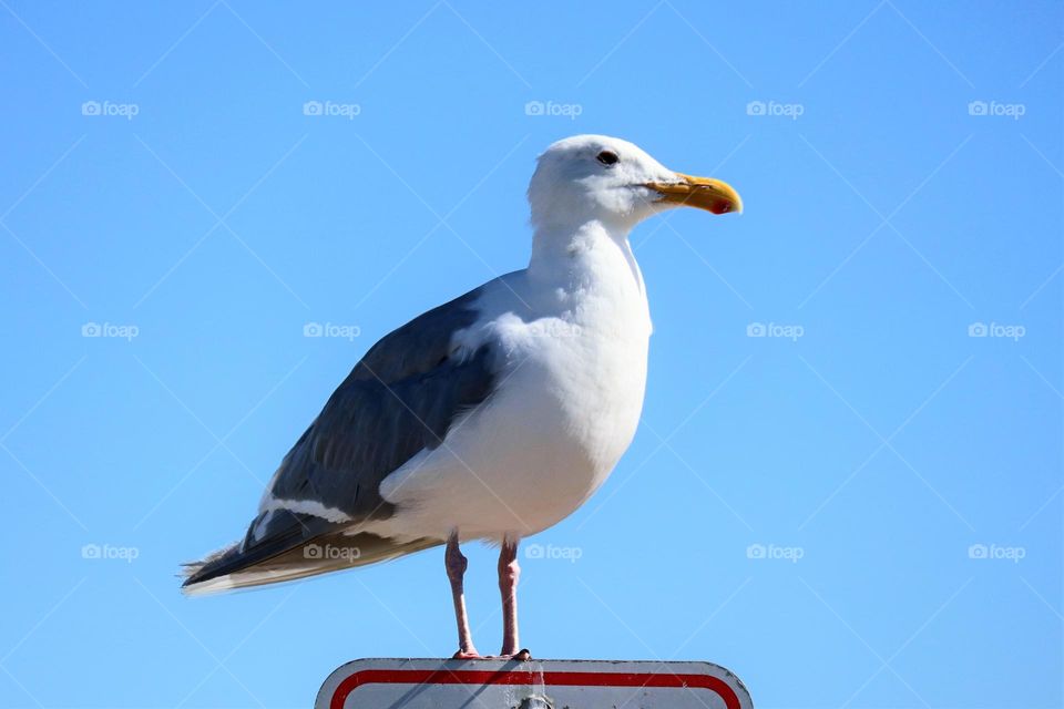 Glaucous-winged Gull perched on a sign