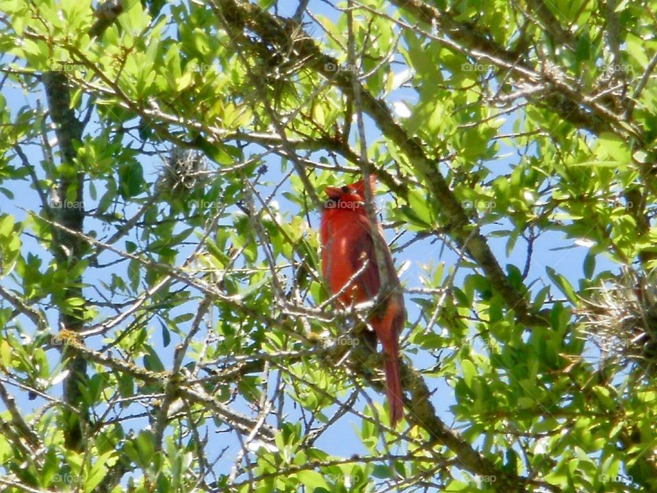 Red bird