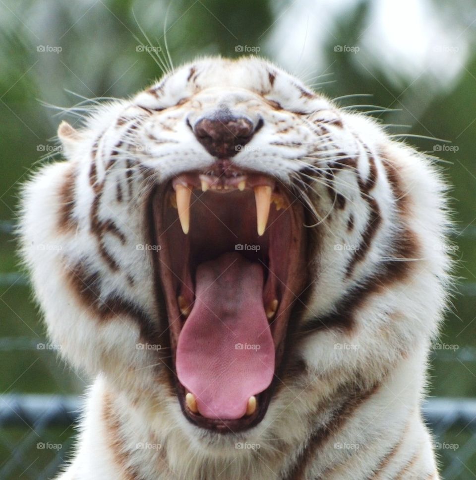 White Tiger Growl